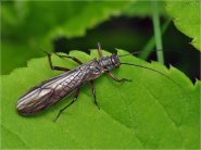 Típusai szitakötők és rokonaik - kérészek, stoneflies, caddisflies - Élő Föld - mind az élővilág