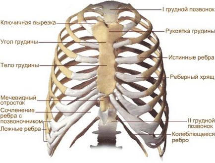 Tipuri, tipuri, forme ale pieptului