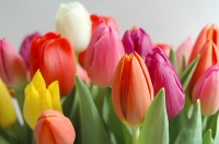 Arra kényszerítve tulipán az otthoni