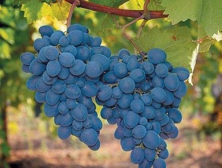 Виноград изабелла - опис сорту, де росте, користь і шкода, фото білої і рожевої ізабелли,