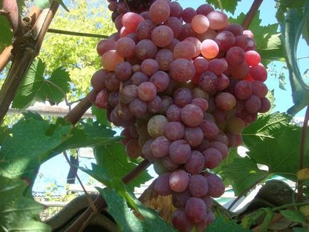 Виноград изабелла - опис сорту, де росте, користь і шкода, фото білої і рожевої ізабелли,
