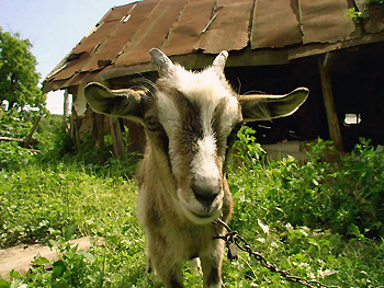 Capre de pășunat, agricultură, afaceri