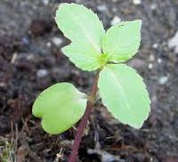 Grow kerti balzsam, példás kastély (nő) Impatiens nő a kertben, a modell tanya