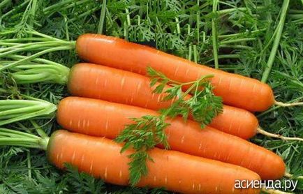 Creșteți morcovi suculenți