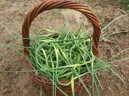 Cultivarea usturoiului din bulbot (semințe), plantare, îngrijire