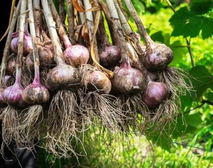 Вирощування часнику з бульбочек (насіння) посадка, догляд