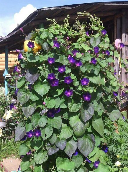 Növekvő Ipomoea tenyésztés, ültetés és gondozás