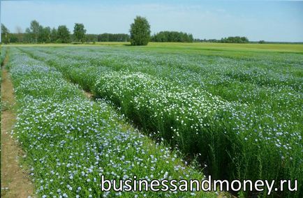 Вирощування льону як бізнес