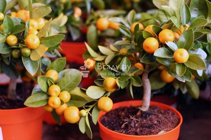 Cultivarea unui mandarin dintr-un fel de clementină dintr-o condiție de semințe în casă