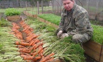 Cultivarea morcovilor în tehnologie deschisă și îngrijire