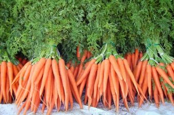 Вирощування моркви у відкритому грунті - технологія і догляд