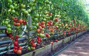 Cultivarea unei tomate