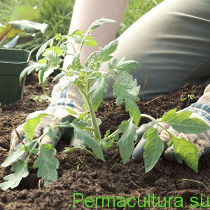 Cultivarea tomatelor