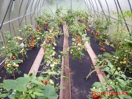 Вирощування помідорів на спанбонде