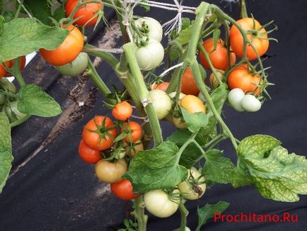Вирощування помідорів на спанбонде