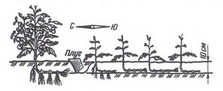 Вирощування помідорів по методу і