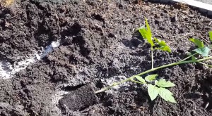 Cultivarea tomatelor prin metoda și