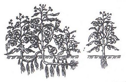 Cultivarea tomatelor prin metoda și