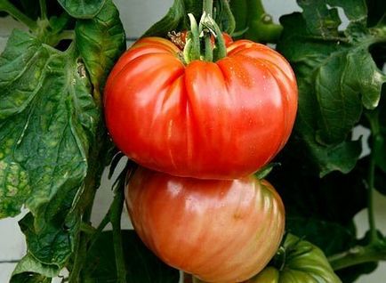 Вирощування помідорів по методу і