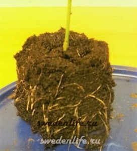Cultivarea germenilor prin metoda unei cohlee