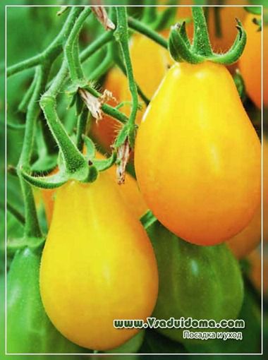 Вирощування томатів - абсолютно без клопоту, сайт про сад, дачі і кімнатних рослинах