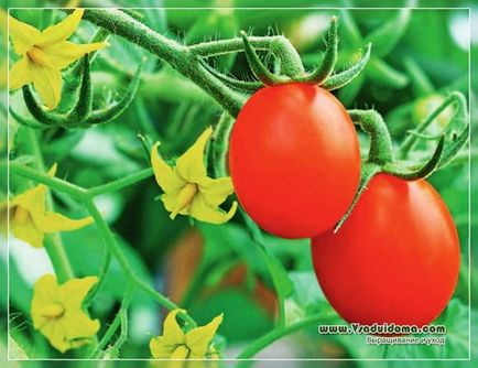 Cultivarea tomatelor - absolut fără probleme, un loc despre o grădină, o reședință de vară și plante de casă