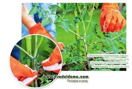 Вирощування томатів - абсолютно без клопоту, сайт про сад, дачі і кімнатних рослинах
