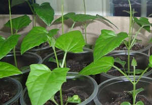 Cultivarea tungstenului din semințe la domiciliu (instrucțiuni foto și video)