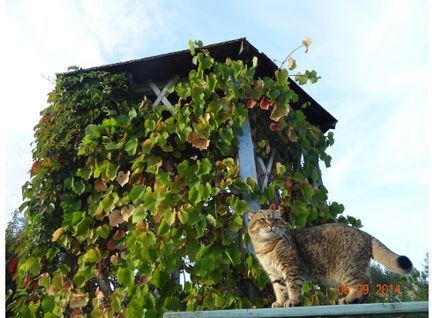 Cultivarea strugurilor pe sfaturi și fotografii de pe foișor