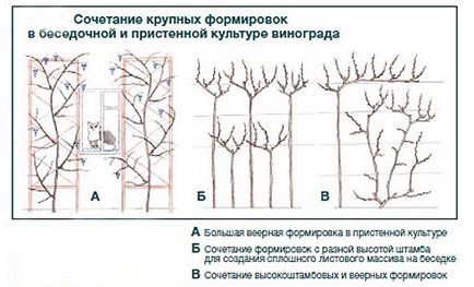 Вирощування винограду на альтанці поради та фото на