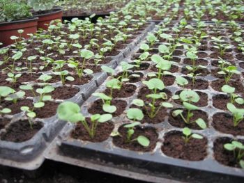 Вирощуванні віоли покрокова інструкція, з насіння, з розсади, посадка і догляд
