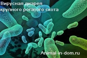 Diareea virală a bovinelor, tratamentul animalelor domestice