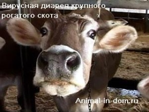 Diareea virală a bovinelor, tratamentul animalelor domestice