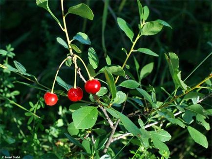 Prunus fruticosa, cseresznye sztyepp (cerasus fruticosa), elterjedt morfológiai leírása