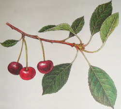 Cherry Ordinary