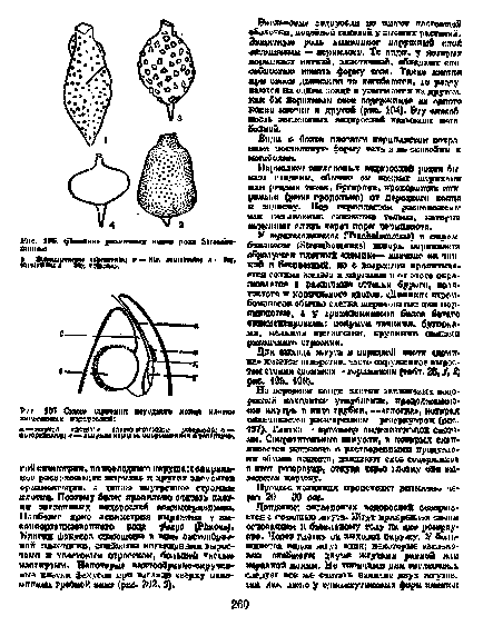 Alge Euglenic