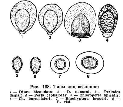 Volgoentomolog - detașarea bufniței (plecoptera)