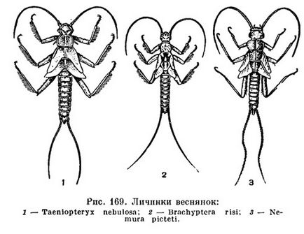 Volgoentomolog - загін веснянки (plecoptera)