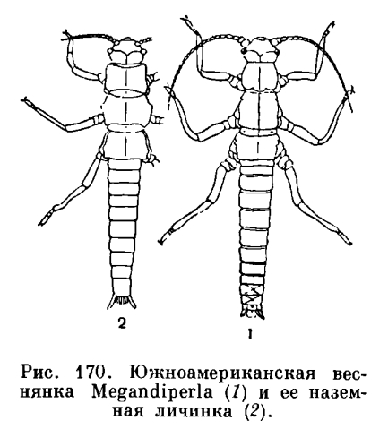 Volgoentomolog - загін веснянки (plecoptera)