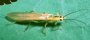 Volgoentomolog - detașarea bufniței (plecoptera)