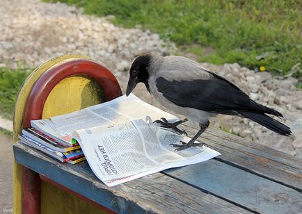 Ворон і ворона це різні види птахів