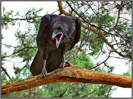 Ravenul și cioara sunt diferite feluri de păsări