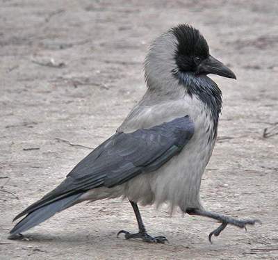 Ravenul și cioara sunt diferite feluri de păsări