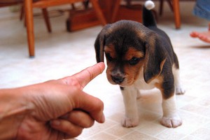 Parenting un catel care nu ar trebui să permită un catel, care nu trebuie să fie predate unui catel