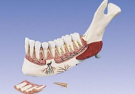 Відновлення окістя зуба