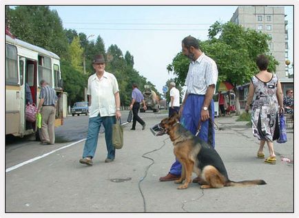 A háború emléke kutyák