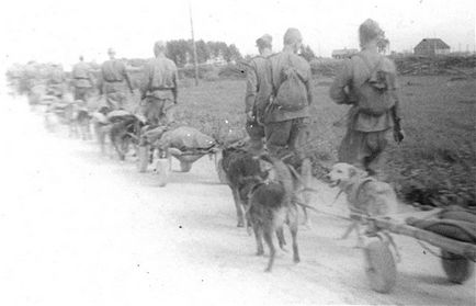 În memoria câinilor de război