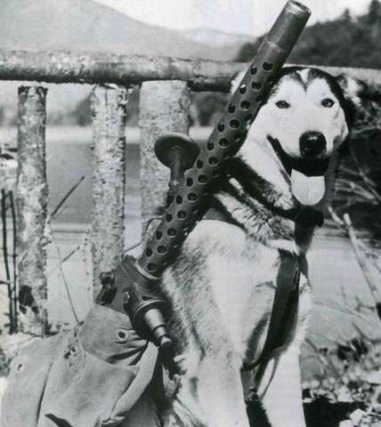 În memoria câinilor de război