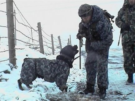 На згадку про собак війни