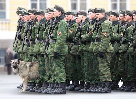 На згадку про собак війни